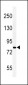 CDH20 Antibody (N-term)